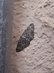Gnophini