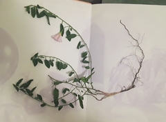 Convolvulus arvensis