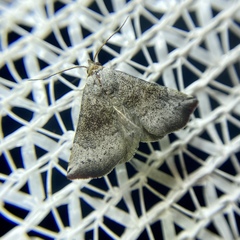 Mataeomera mesotaenia