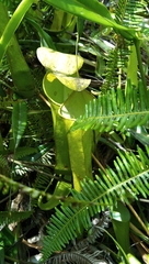 Nepenthes reinwardtiana