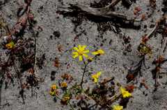 Senecio littoreus hispidulus