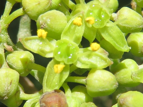 Clematicissus striata, photograph 5