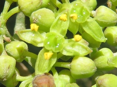 Clematicissus striata, photograph Bruno Avilez, CC BY, iNaturalist via GBIF