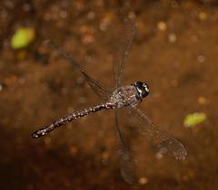 Austroaeschna multipunctata