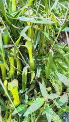 Nepenthes reinwardtiana