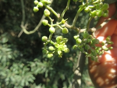 Clematicissus striata, photograph Bruno Avilez, CC BY, iNaturalist via GBIF