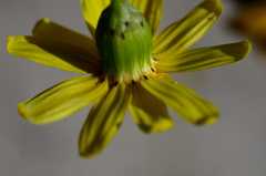 Senecio littoreus hispidulus