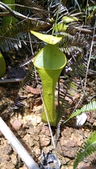 Nepenthes reinwardtiana
