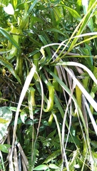 Nepenthes reinwardtiana