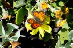 Chrysoritis zonarius zonarius