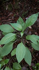 Lobelia physaloides