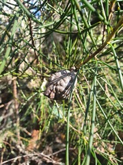 Hakea lissosperma