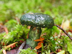 Lactarius olivaceoumbrinus