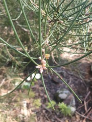 Hakea lissosperma