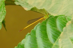 Ceriagrion chromothorax