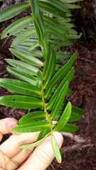 Veronica ligustrifolia