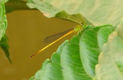Ceriagrion chromothorax