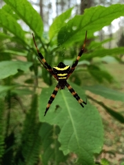 Argiope reinwardti