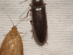 Melanotus longulus oregonensis