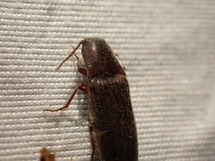 Melanotus longulus oregonensis