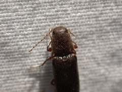 Melanotus longulus oregonensis