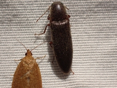 Melanotus longulus oregonensis