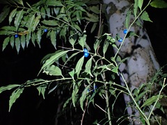 Lasianthus hirsutus