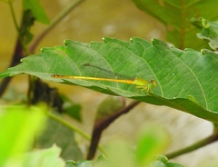 Ceriagrion chromothorax