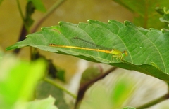 Ceriagrion chromothorax