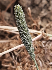 Sporobolus alopecuroides