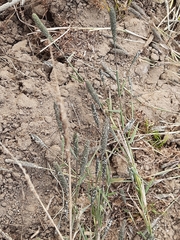 Sporobolus alopecuroides