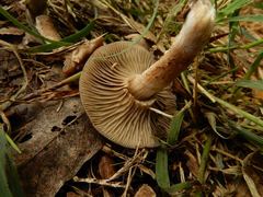 Agaricales