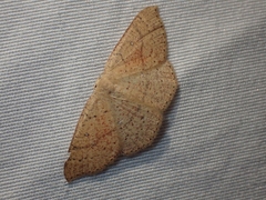 Cyclophora dataria