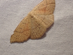 Cyclophora dataria