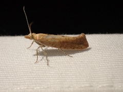 Ypsolopha cervella