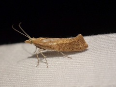 Ypsolopha cervella