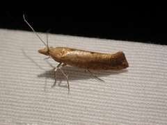 Ypsolopha cervella
