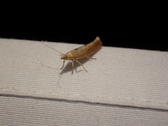 Ypsolopha cervella