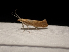 Ypsolopha cervella