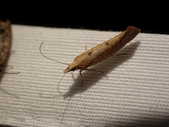 Ypsolopha cervella