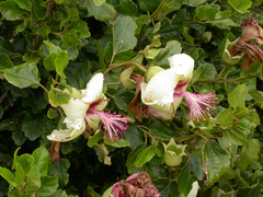 Hibiscus insularis