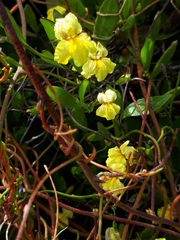 Goodenia varia