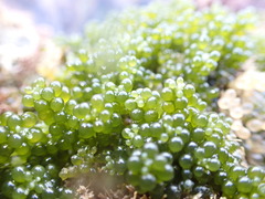 Caulerpa geminata