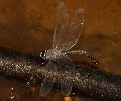 Austroaeschna multipunctata