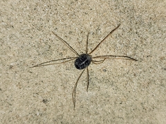 Paraphanolophus
