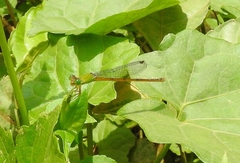 Ceriagrion chromothorax
