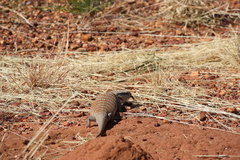 Tiliqua multifasciata