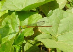 Ceriagrion chromothorax