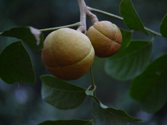 Dysoxylum gotadhora