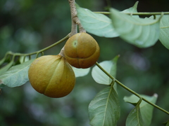 Dysoxylum gotadhora